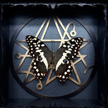 Load image into Gallery viewer, Papilio gigon Shadown Box Frame