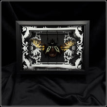 Load image into Gallery viewer, Chalcosoma Atlas Antiquity Frame