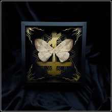 Load image into Gallery viewer, Eupterote asclepiades Exaltus Frame