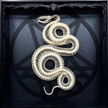 Load image into Gallery viewer, Coiled Viper Skeleton Shadow Box Frame