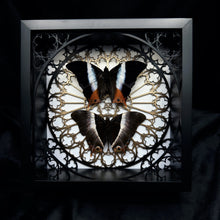 Load image into Gallery viewer, Palla Violinitens Pair Shadow Box Frame