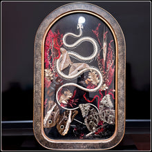 Load image into Gallery viewer, Snake Skeleton &amp; Preserved Specimens in Antique Convex Glass Frame
