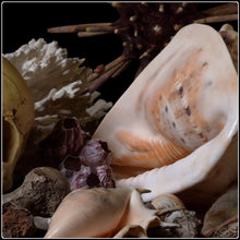 Load image into Gallery viewer, Pelagios - Limited Edition Fine Art Photographic Print