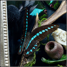 Load image into Gallery viewer, Butterflies, Roe Deer Antler & Mink Skull Shadow Box