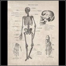 Load image into Gallery viewer, Vintage Anatomy Human Body Skeleton