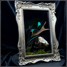 Load image into Gallery viewer, Butterflies, Roe Deer Antler & Mink Skull Shadow Box