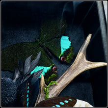 Load image into Gallery viewer, Butterflies, Roe Deer Antler & Mink Skull Shadow Box