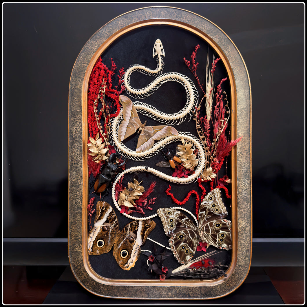 Snake Skeleton & Preserved Specimens in Antique Convex Glass Frame