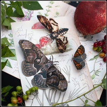 Load image into Gallery viewer, ‘Owl’ Halloween Moth Set