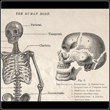 Load image into Gallery viewer, Vintage Anatomy Human Body Skeleton