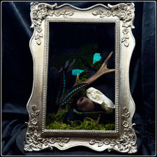 Load image into Gallery viewer, Butterflies, Roe Deer Antler & Mink Skull Shadow Box