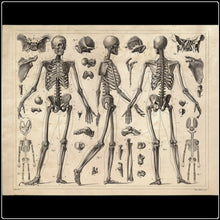 Load image into Gallery viewer, Vintage Anatomy Skeleton Diagram