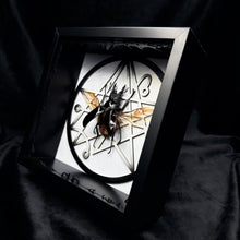 Load image into Gallery viewer, Odontolabis dalmanni Shadow Box Frame