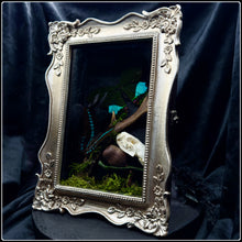 Load image into Gallery viewer, Butterflies, Roe Deer Antler & Mink Skull Shadow Box