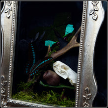 Load image into Gallery viewer, Butterflies, Roe Deer Antler & Mink Skull Shadow Box
