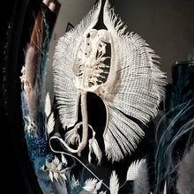 Load image into Gallery viewer, Stingray Skeleton in Antique Convex Glass Frame