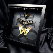 Load image into Gallery viewer, Butterfly and Beetle Trio Shadow Box Frame