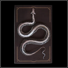 Load image into Gallery viewer, ‘Temptress’ Snake Skeleton