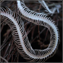 Load image into Gallery viewer, ‘Temptress’ Snake Skeleton