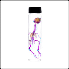 Load image into Gallery viewer, Diaphonised Quail