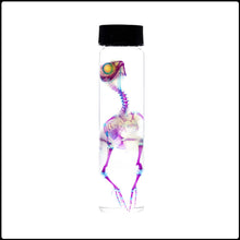 Load image into Gallery viewer, Diaphonised Quail