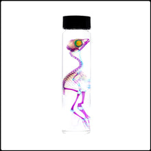 Load image into Gallery viewer, Diaphonised Quail