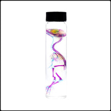 Load image into Gallery viewer, Diaphonised Quail