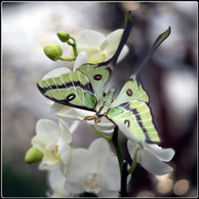 Load image into Gallery viewer, ‘Leaf’ Moth and Insect Set - #intotheblack#