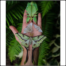 Load image into Gallery viewer, ‘Leaf’ Moth and Insect Set - #intotheblack#