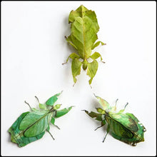 Load image into Gallery viewer, ‘Leaf’ Moth and Insect Set - #intotheblack#