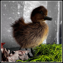 Load image into Gallery viewer, Taxidermy Duckling - Yellow or Black - #intotheblack#