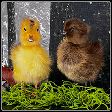 Load image into Gallery viewer, Taxidermy Duckling - Yellow or Black - #intotheblack#