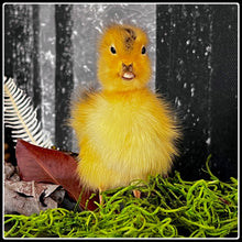 Load image into Gallery viewer, Taxidermy Duckling - Yellow or Black - #intotheblack#