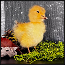 Load image into Gallery viewer, Taxidermy Duckling - Yellow or Black - #intotheblack#
