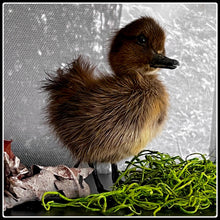 Load image into Gallery viewer, Taxidermy Duckling - Yellow or Black - #intotheblack#