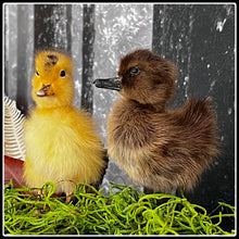 Load image into Gallery viewer, Taxidermy Duckling - Yellow or Black - #intotheblack#