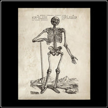 Load image into Gallery viewer, Vintage Anatomy Skeleton Standing - #intotheblack#