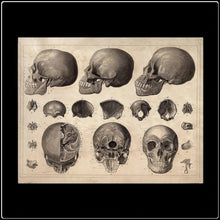 Load image into Gallery viewer, Vintage Anatomy Skulls Diagram - #intotheblack#