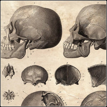 Load image into Gallery viewer, Vintage Anatomy Skulls Diagram - #intotheblack#