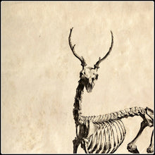 Load image into Gallery viewer, Vintage Deer Skeleton - #intotheblack#