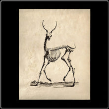 Load image into Gallery viewer, Vintage Deer Skeleton - #intotheblack#