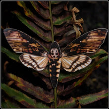 Load image into Gallery viewer, ‘Winter’ Moth Set - #intotheblack#