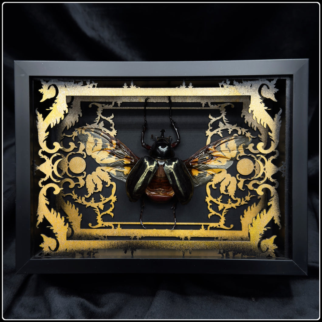 Chalcosoma atlas Antiquity Frame