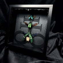 Load image into Gallery viewer, Beetle Trio Shadow Box Frame
