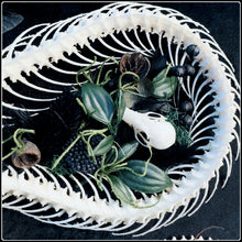 Load image into Gallery viewer, Snake Skeleton, Butterflies, Beetles and Skull in Antique Frame
