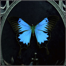 Load image into Gallery viewer, Papilio Ulysses, Blue Carpenter Bee and Bird Skull in Antique Frame
