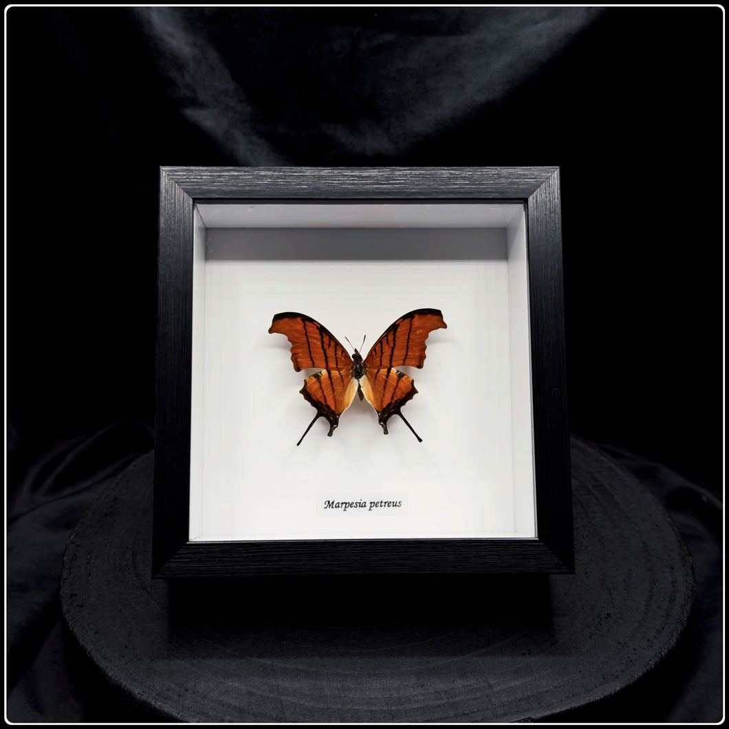 Marpesia petreus Butterfly Frame