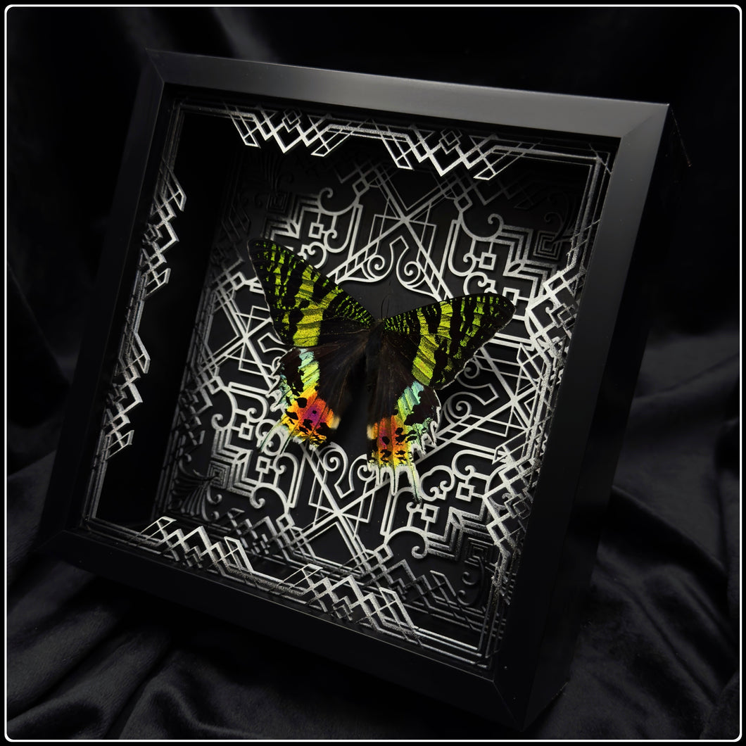 Chrysiridia rhipeus Frame