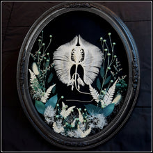 Load image into Gallery viewer, Stingray Skeleton in Antique Convex Glass Frame
