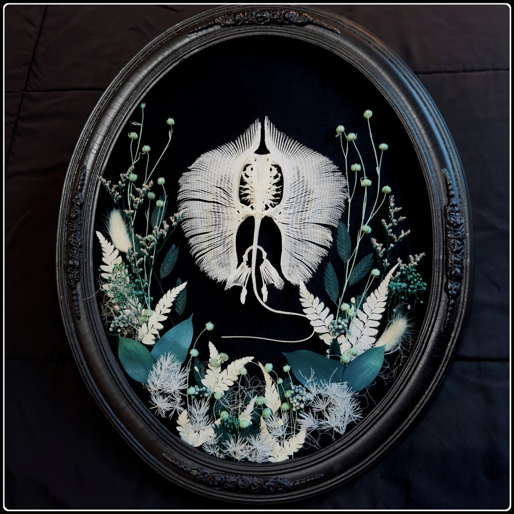 Stingray Skeleton in Antique Convex Glass Frame